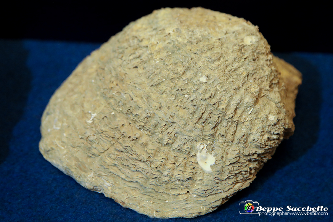 VBS_9091 - Museo Paleontologico - Asti.jpg